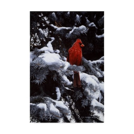 Ron Parker 'Cardinal In Blue Spruce' Canvas Art,16x24